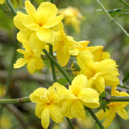 Jasminum mesnyi